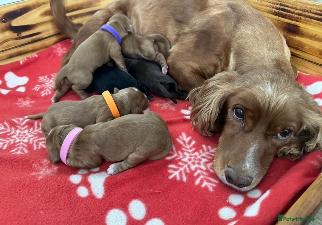 Cocker Spaniel dogs for sale: KC Health Tested Working Cocker Spaniels - Advert 7