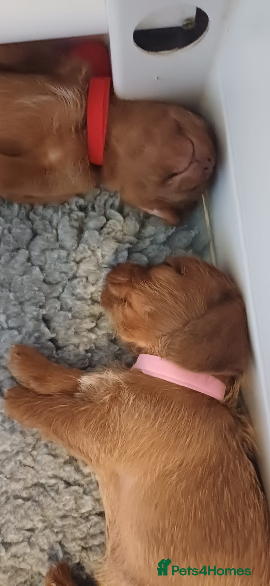 Mixed Breed dogs for sale: Beautiful schweenie babies - Image 17