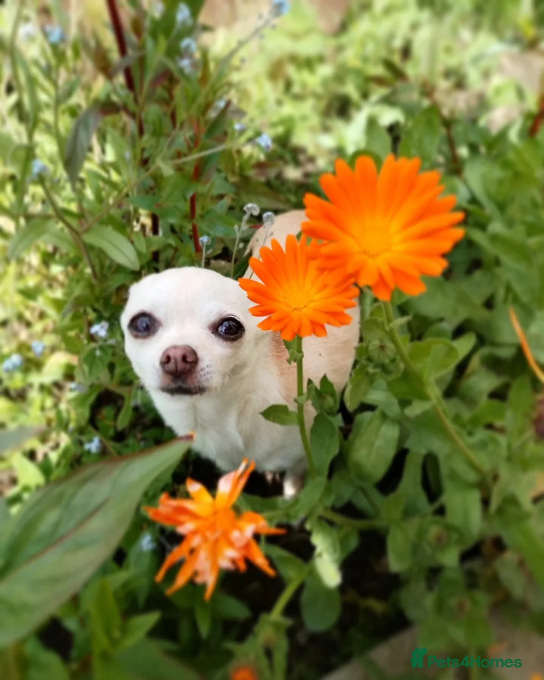 Chihuahua dogs for sale: Chihuahua  in Anstruther - Advert 3