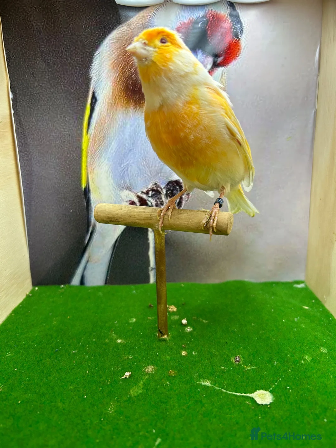 Canaries birds for sale: Male red dimorphic canaries  - Advert 6