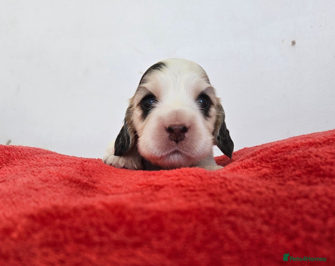 Cocker Spaniel dogs for sale: Quality Sable Show Cocker spaniel Puppies - Image 22