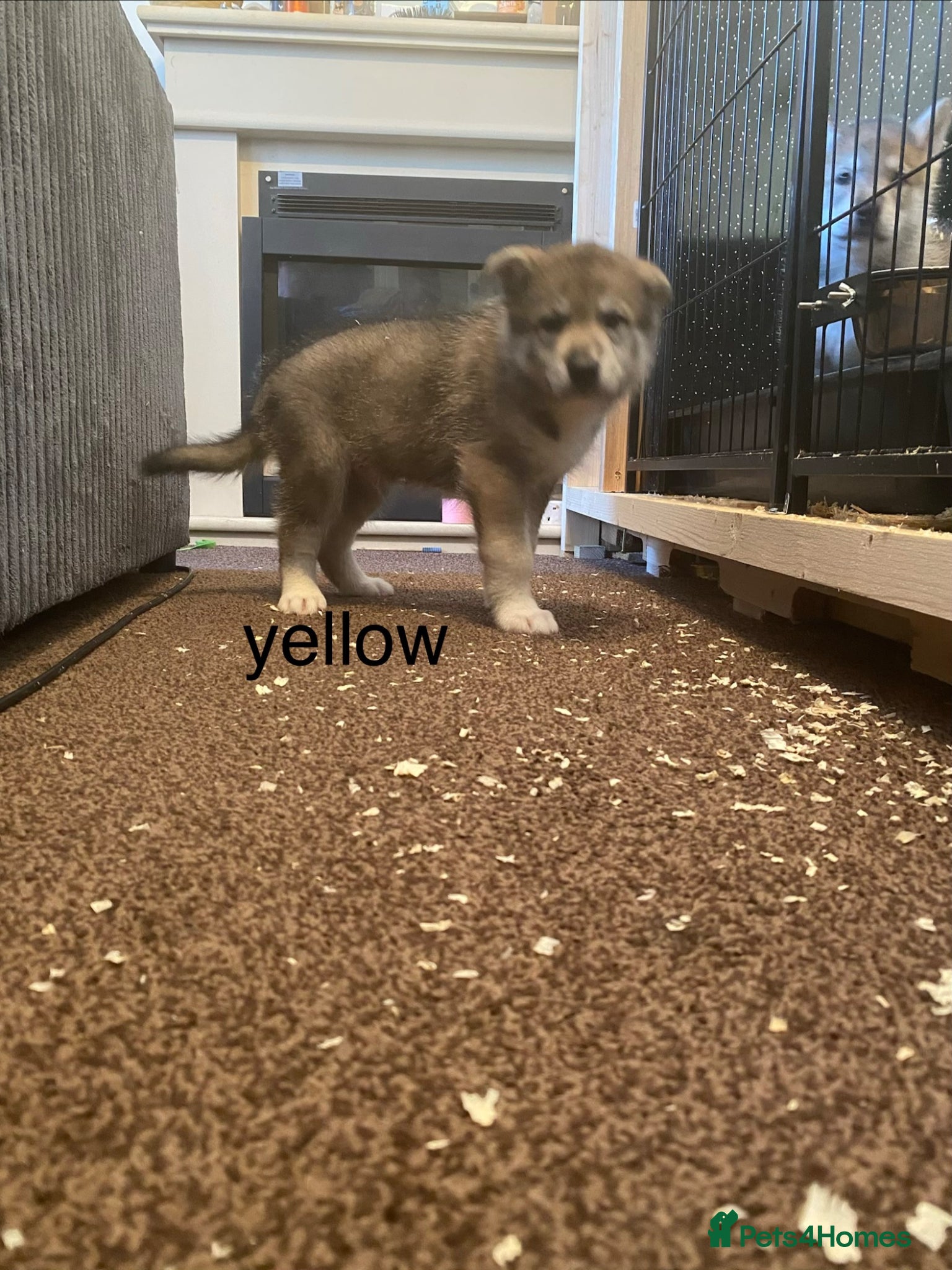 Mixed Breed dogs for sale: utanagan pups ready for their forever home - Advert 2