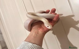 Corn Snake reptiles for sale: Corn Snake for Sale, includes vivarium + extras. - Image 2