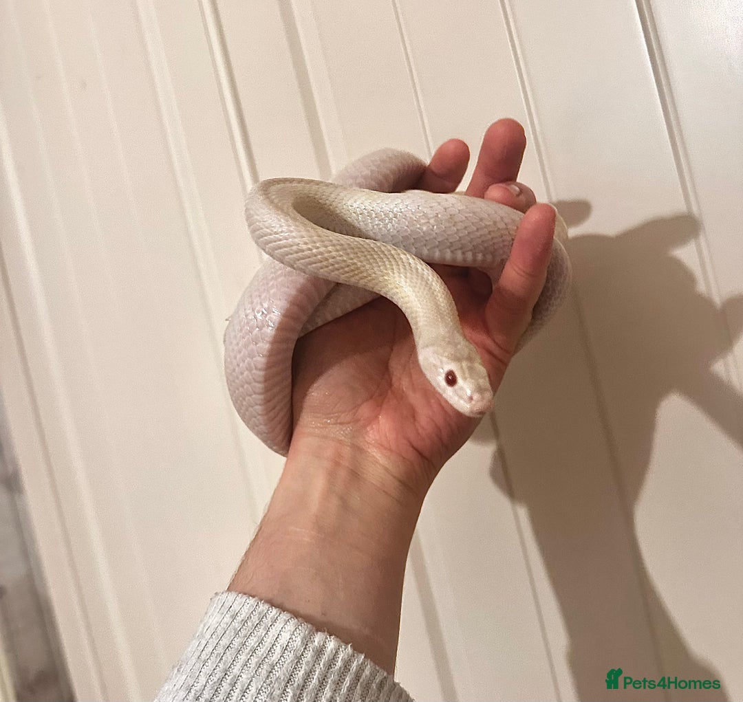 Corn Snake reptiles for sale: Corn Snake for Sale, includes vivarium + extras. - Image 2