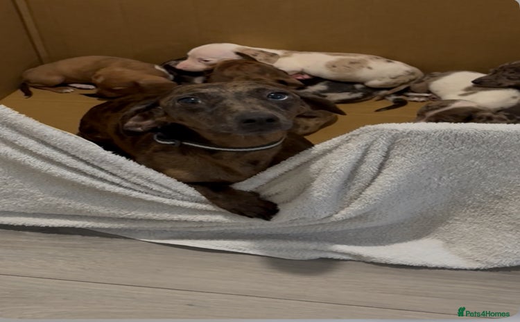 Dachshund dogs - Advert 4