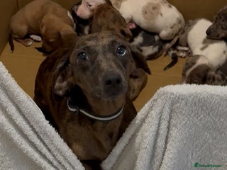 Dachshund dogs - Advert 11