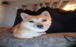 Mixed Breed dogs for sale: Related pair of Japanese Shiba crosses - Image 2