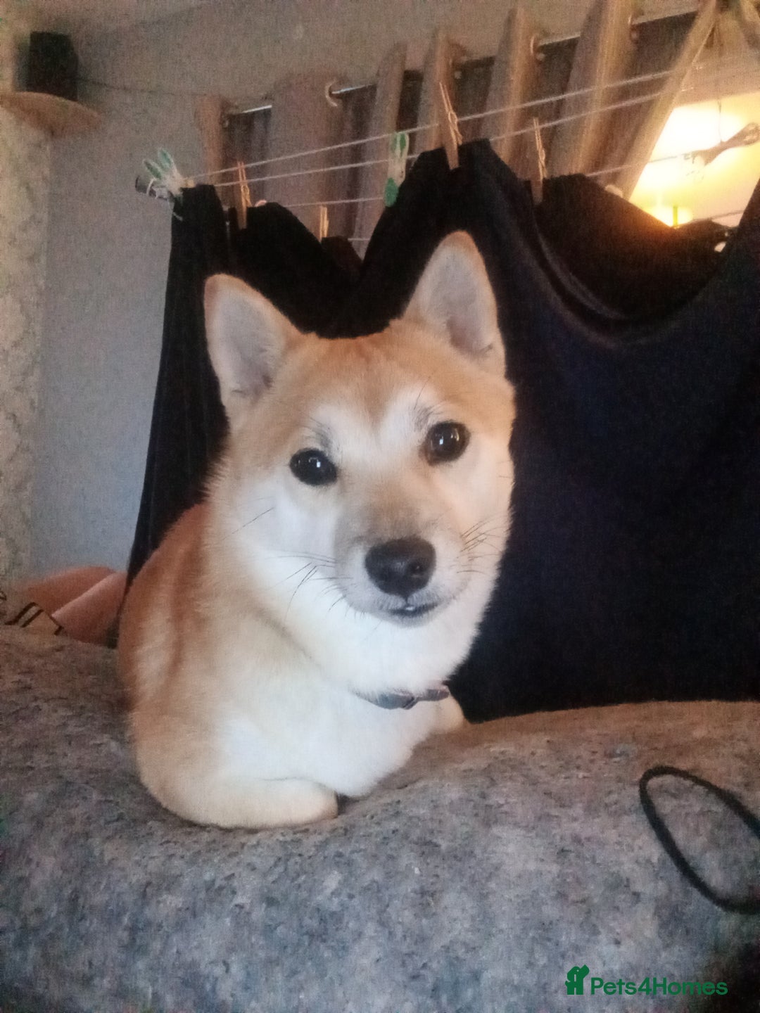 Mixed Breed dogs for sale: Related pair of Japanese Shiba crosses - Image 2