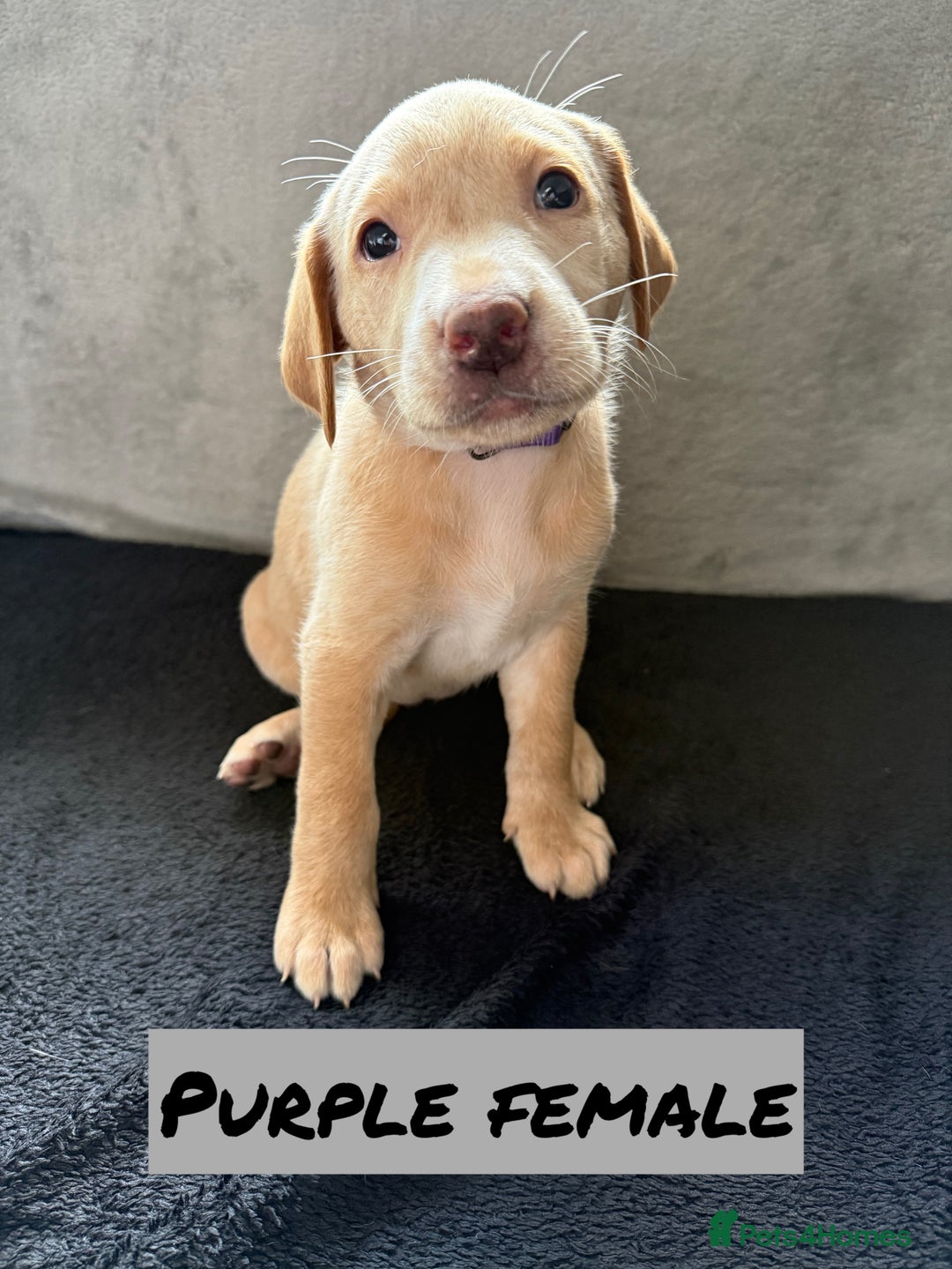 Labrador Retriever dogs for sale: KC Registered Black and Yellow Labrador puppies - Image 4