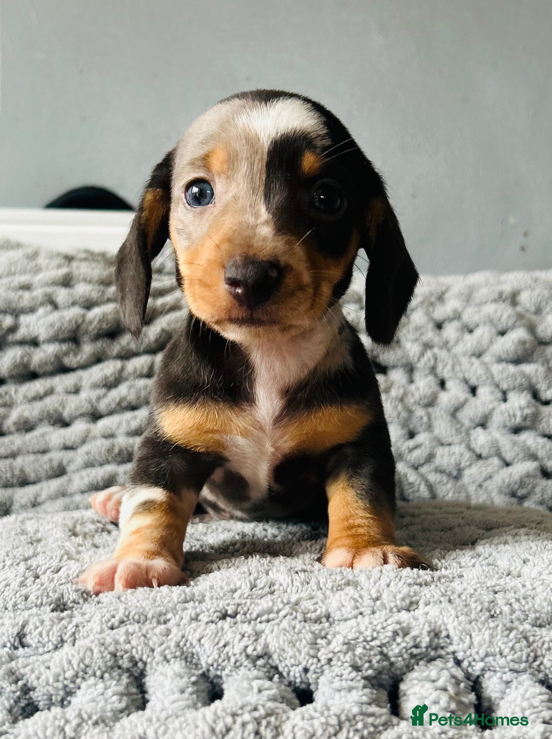 Miniature Dachshund dogs for sale: 4 beautiful daschunds  - Image 5