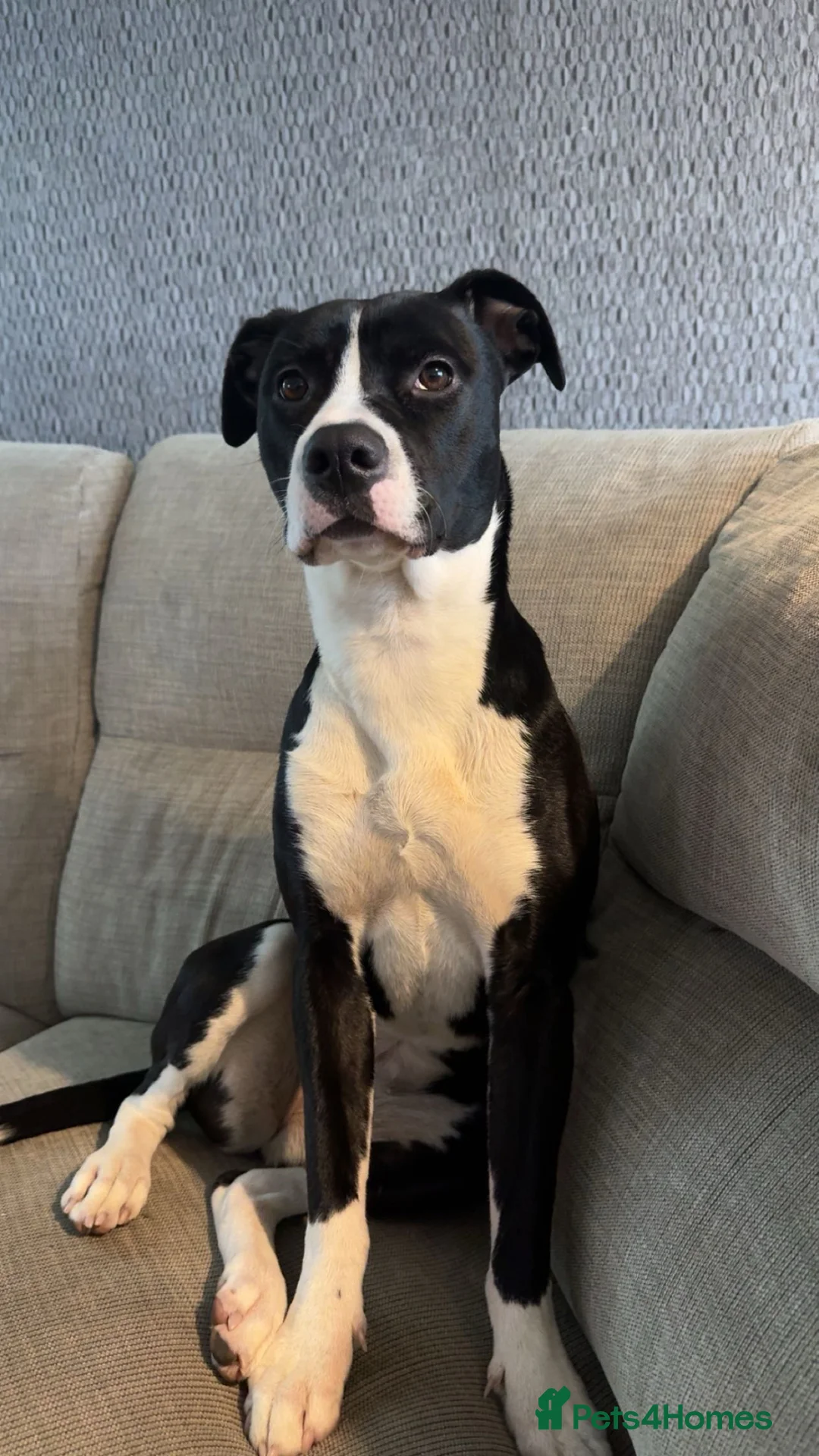 Mixed Breed dogs for sale: Loving family Dog - Advert 2