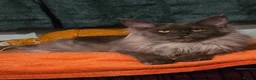 Maine Coon cats for sale: Beautiful high smoked and smoked kittens for sale  - Advert 14