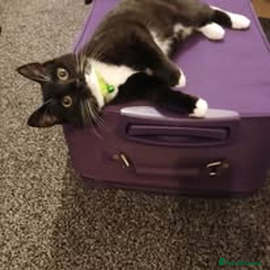 British Shorthair cats for sale: BOBBY & PIXIE - Image 3