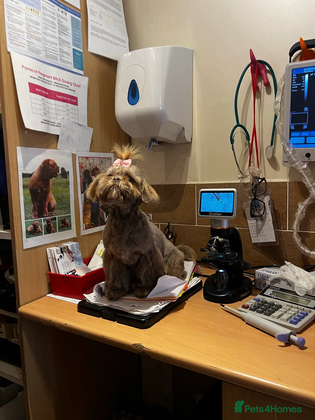 Shih Tzu dogs for stud: Beautiful KC Registered Lilac Shih Tzu in Doncaster - Advert 3