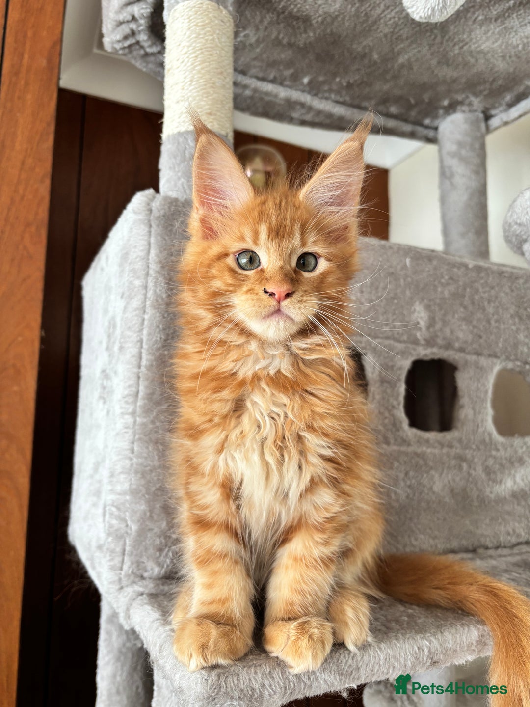 Maine Coon cats for sale: Maine coon - Image 8