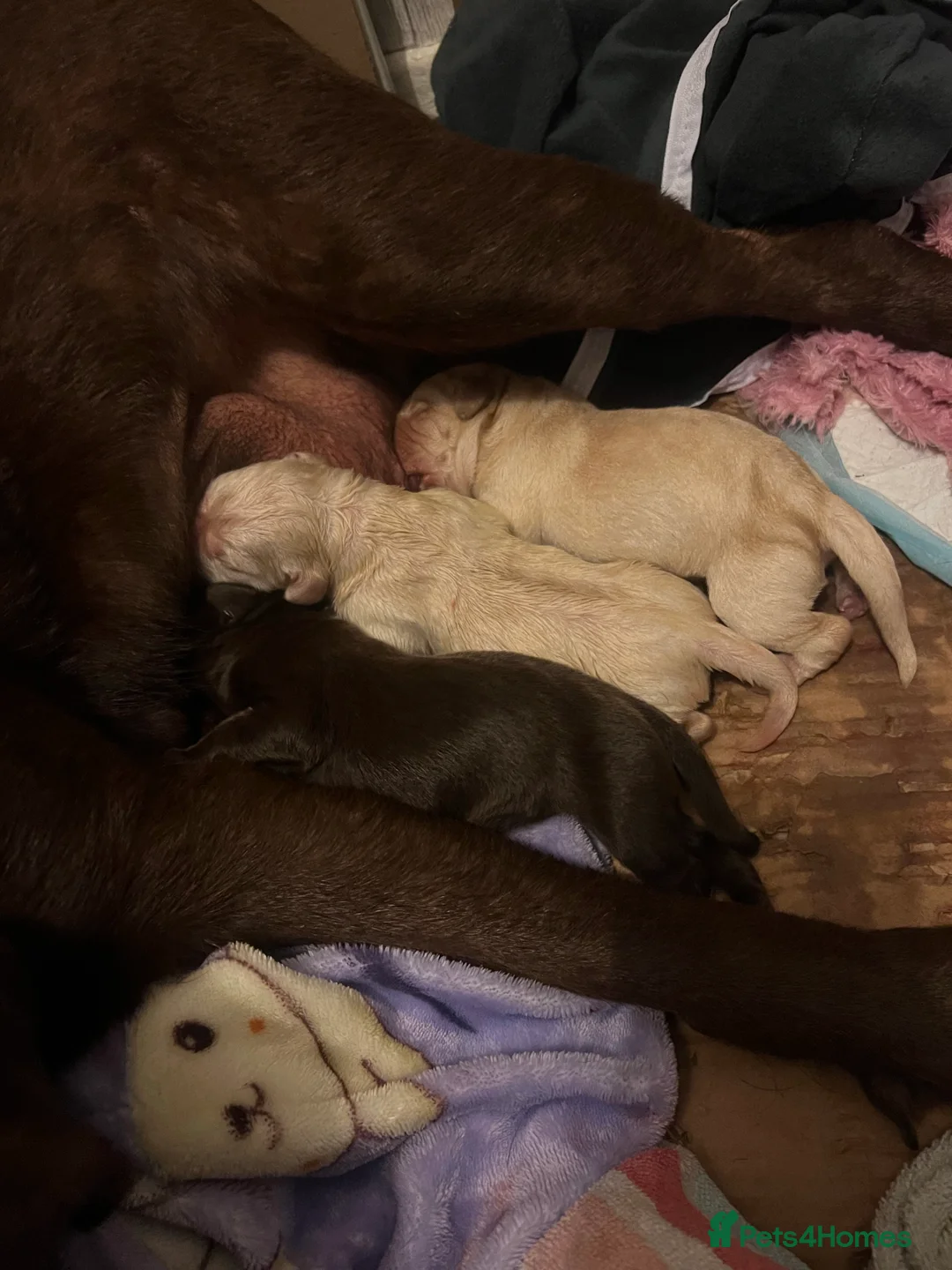 Labrador Retriever dogs for stud: KC Registered Yellow Labrador, Proven Stud  in Coalville - Advert 14