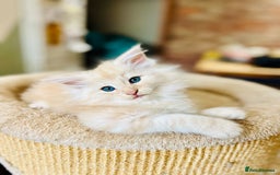 Norwegian Forest Cat cats for sale: Full FIFe pedigree Norwegian Forest Kittens  in Normanton - Image 8