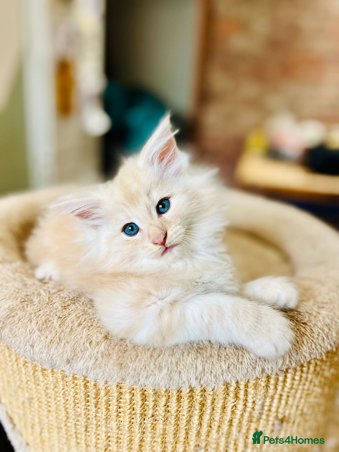 Norwegian Forest Cat cats for sale: Full FIFe pedigree Norwegian Forest Kittens  in Normanton - Image 8