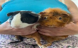 Guinea Pig rodents for sale: Bonded pair of male guineapigs. 1 adult 1 younger - Image 2