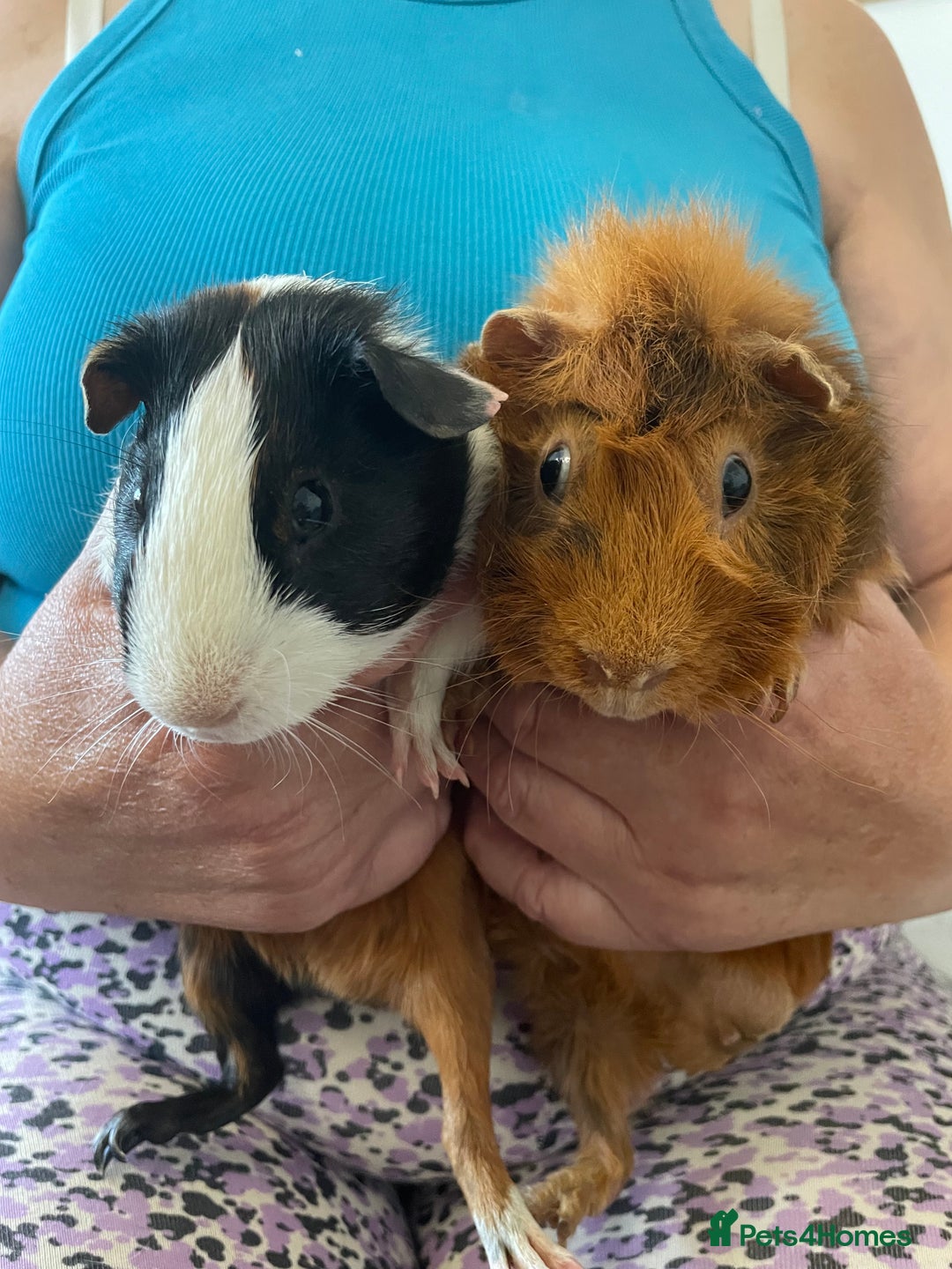 Guinea Pig rodents for sale: Bonded pair of male guineapigs. 1 adult 1 younger - Image 2