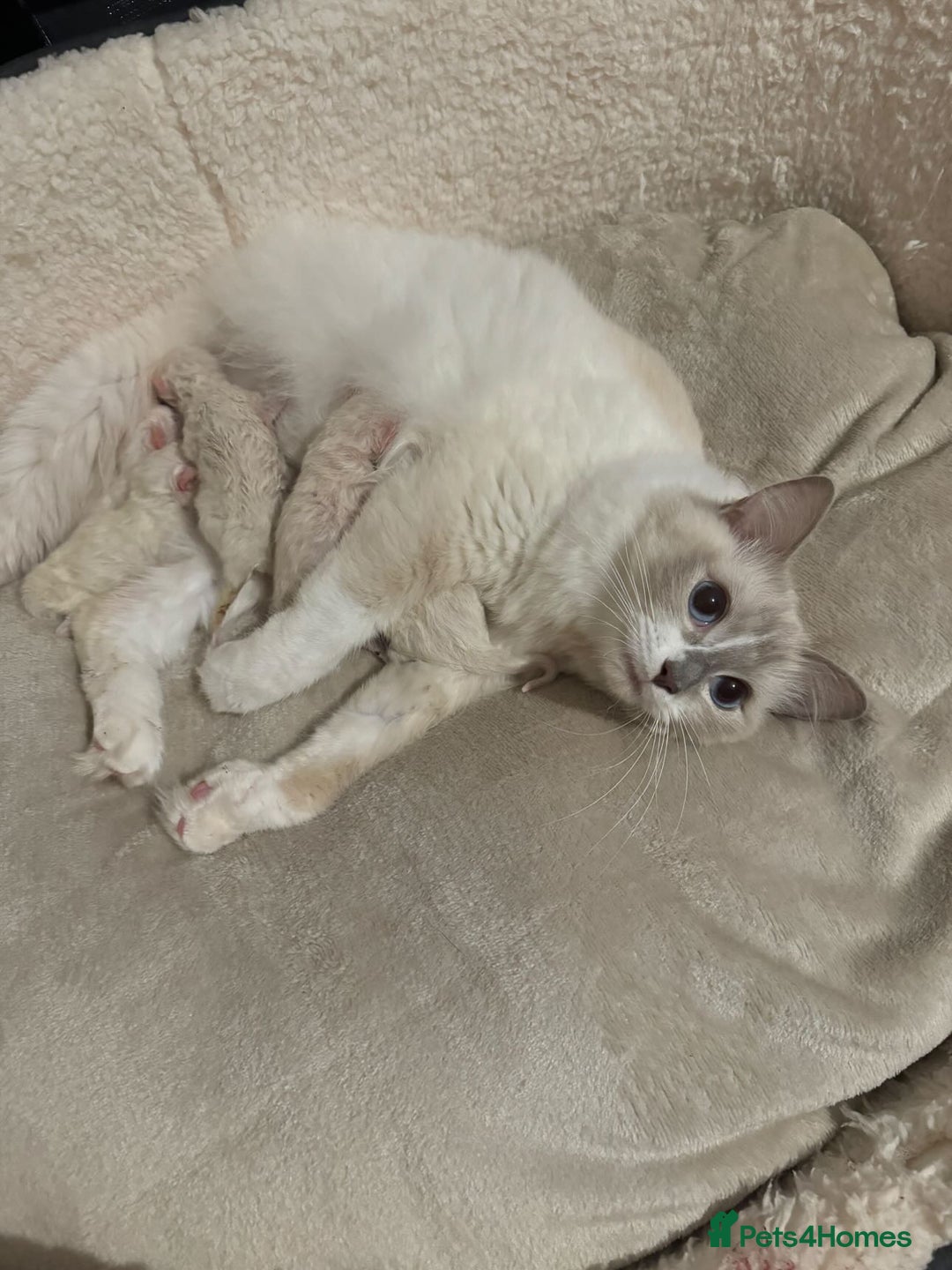 Ragdoll cats for sale: Pedigree Championship GCCF Ragdoll Kittens - Advert 7