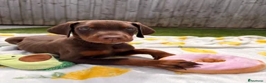 Dobermann Puppy 5
