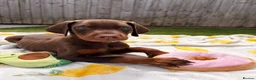 Dobermann dogs for sale: READY TO COLLET NOW | RKC DOBERMAN | CHAMPION LINE - Advert 29