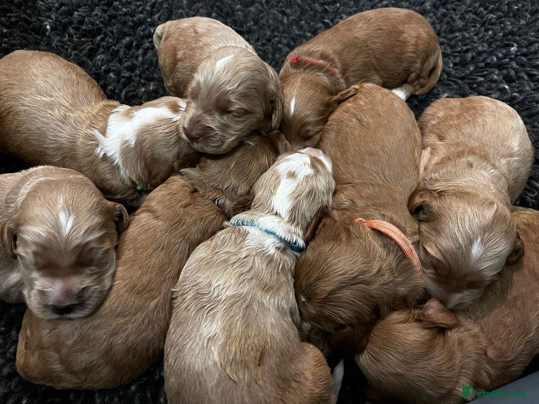 Australian Labradoodle dogs for sale: Quality Multigen Australian Labradoodle Puppies  - Advert 10