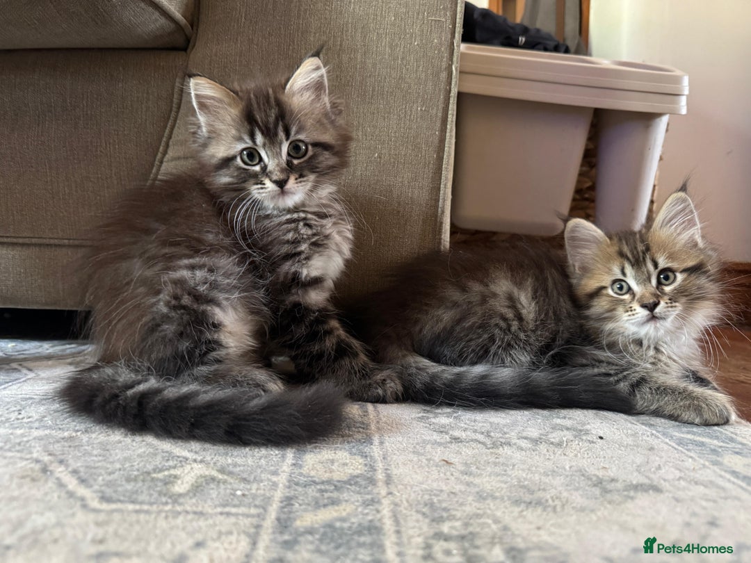 Maine Coon cats for sale:      💖LAST BEAUTIFUL BABY GIRL💖  - Image 6