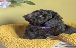 Cockapoo dogs for sale: Gorgeous Cockapoo puppies - Image 9