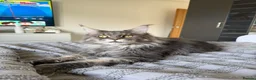 Maine Coon cats for sale: Retired Stud - Advert 1