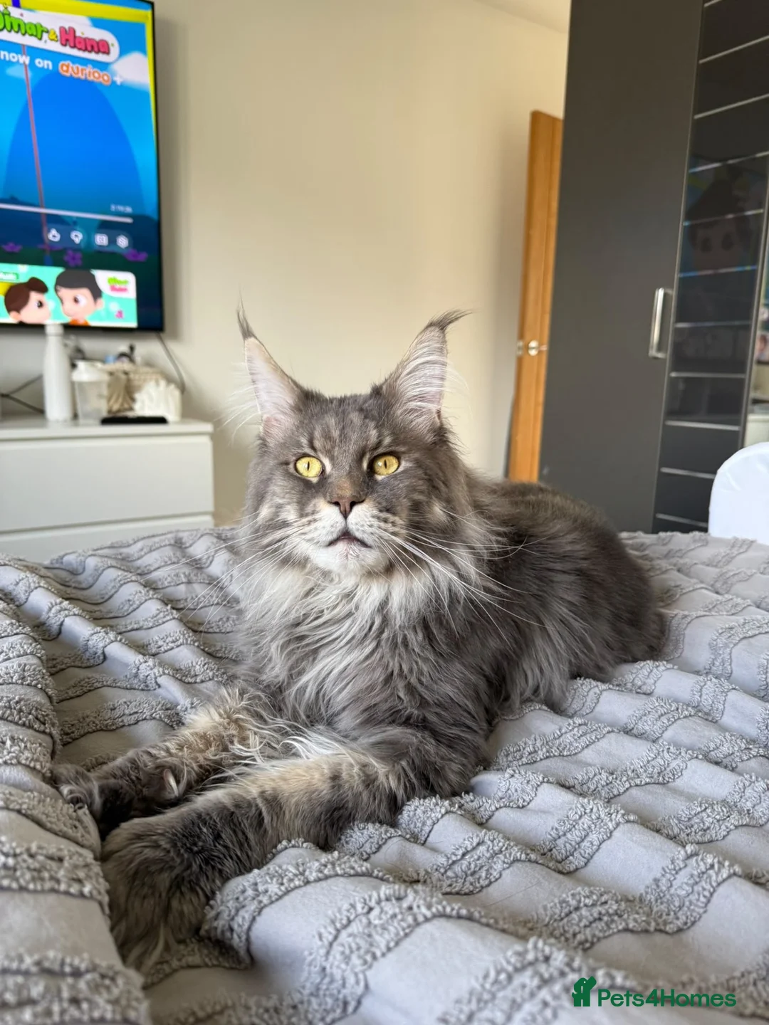 Maine Coon cats for sale: Retired Stud - Advert 1