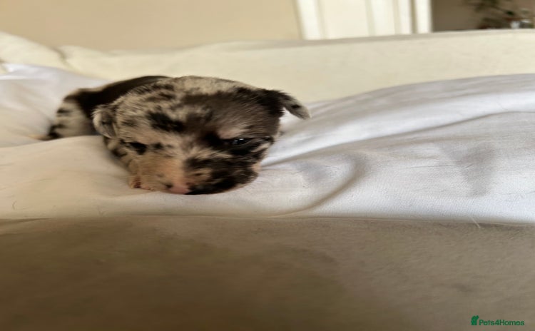 Whippet dogs for sale - Advert 1