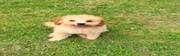 Toy Poodle dogs for sale: 1 boy available healthtested beautiful toy poodle  - Advert 6
