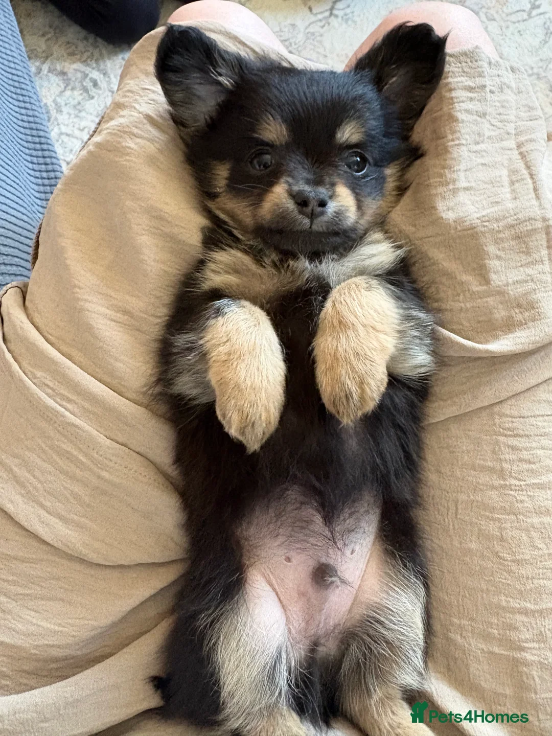 Mixed Breed dogs for sale: AVAILABLE- READY TO GO puppies-pomchi/jackchi - Advert 2