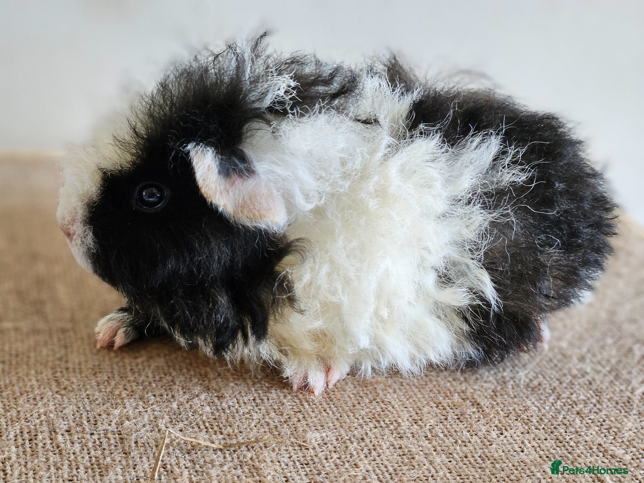 Guinea Pig rodents Single 6-8 wk baby boys for bonding with solo male - Advert 18