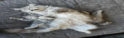 Maine Coon cats for sale: Maine coone  in Dukinfield - Advert 11