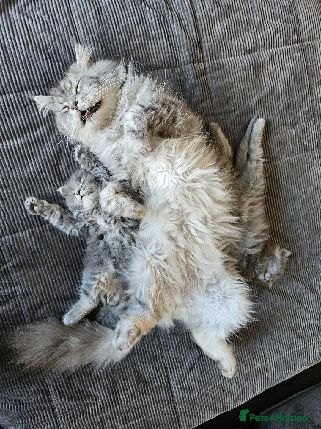 Maine Coon cats for sale: Maine coone  in Dukinfield - Advert 11