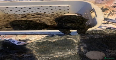 Miniature Poodle dogs Miniature poodles  - Advert 5