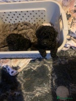 Miniature Poodle dogs Miniature poodles - Advert 9