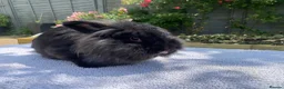 Mini Lion Lop rabbits for sale: Super tame mini lion lop  - Advert 8