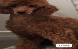Miniature Poodle dogs for sale: Beautiful red miniature poodle KC Registered  - Image 20