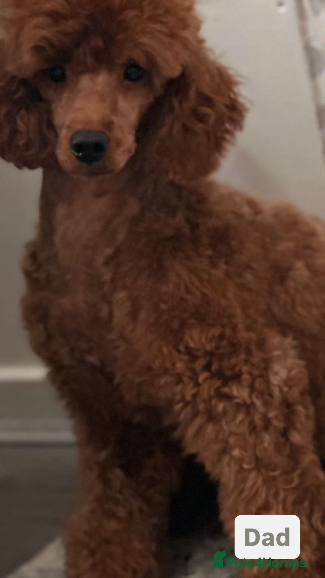 Miniature Poodle dogs for sale: Beautiful red miniature poodle KC Registered  - Image 20