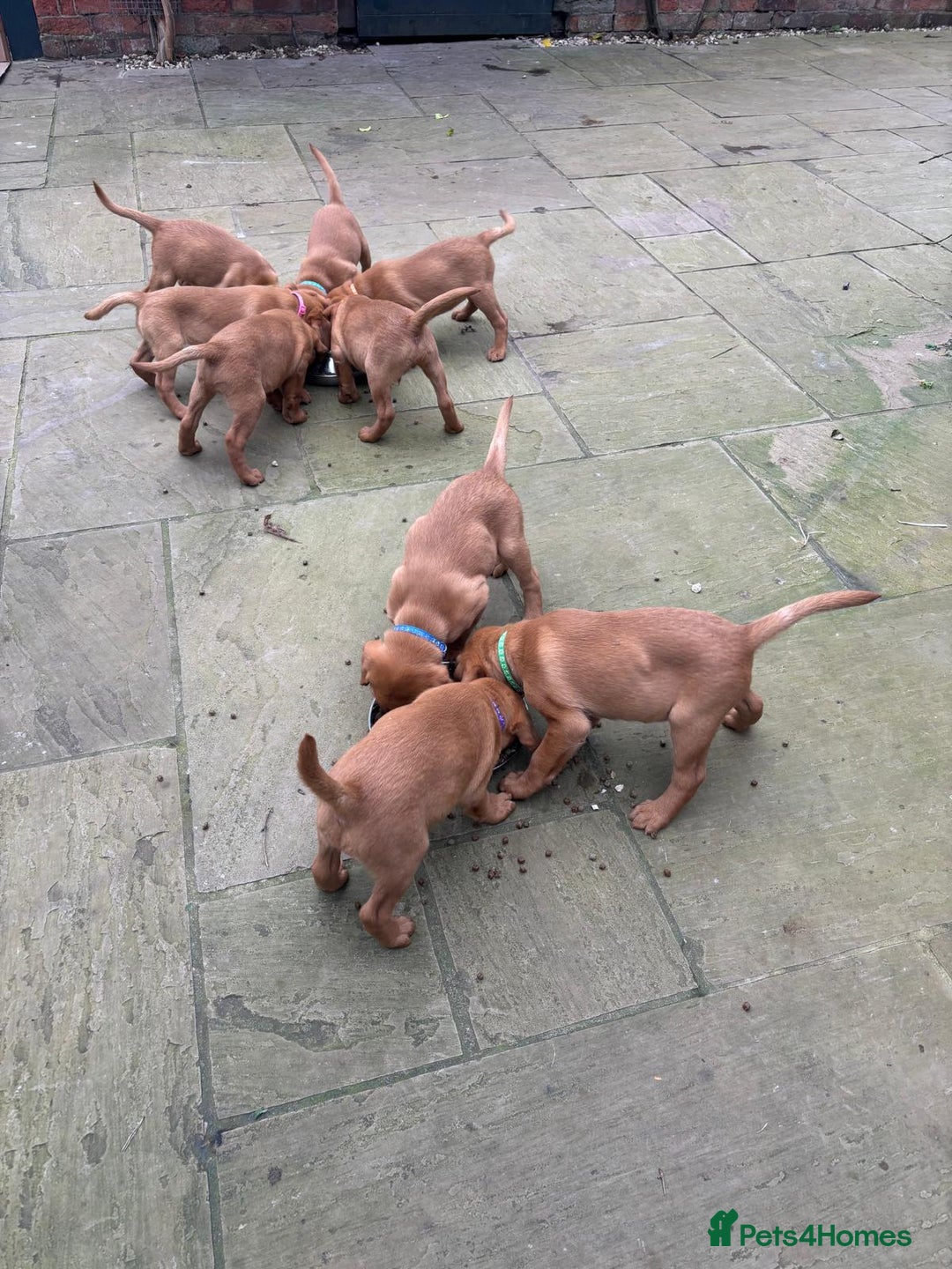 Labrador Retriever dogs for sale: Fox Red Labrador Puppies, last two boys - Advert 3