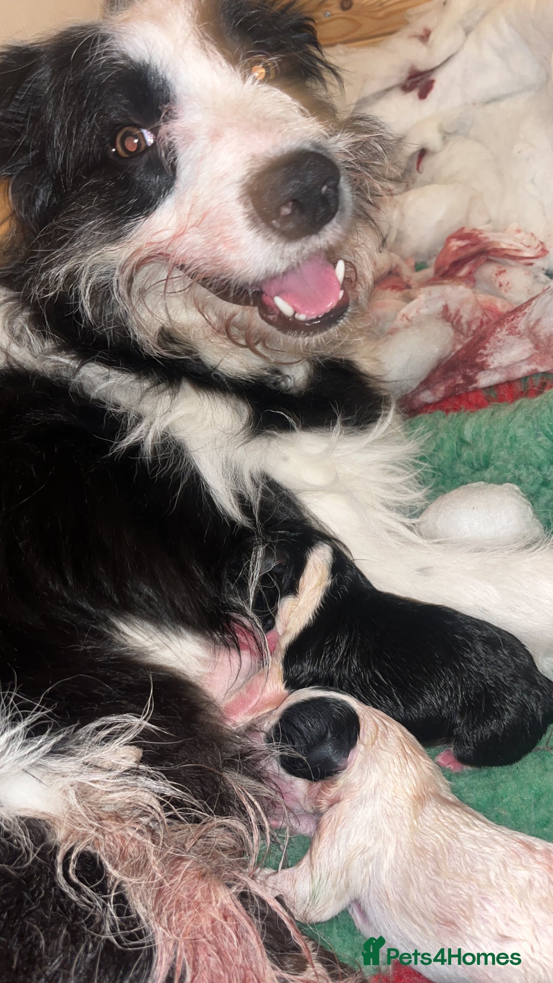 Border Collie dogs for sale: Border collie pups  - Image 8