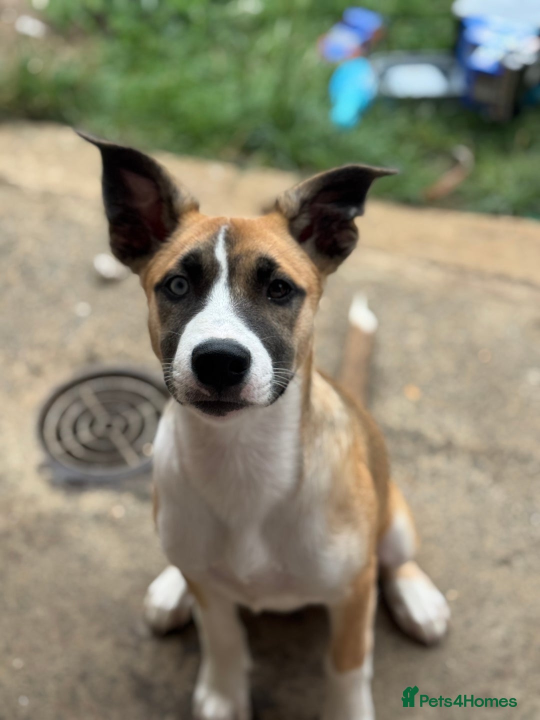 Mixed Breed dogs for sale: Staff x Husky Pup - Image 7