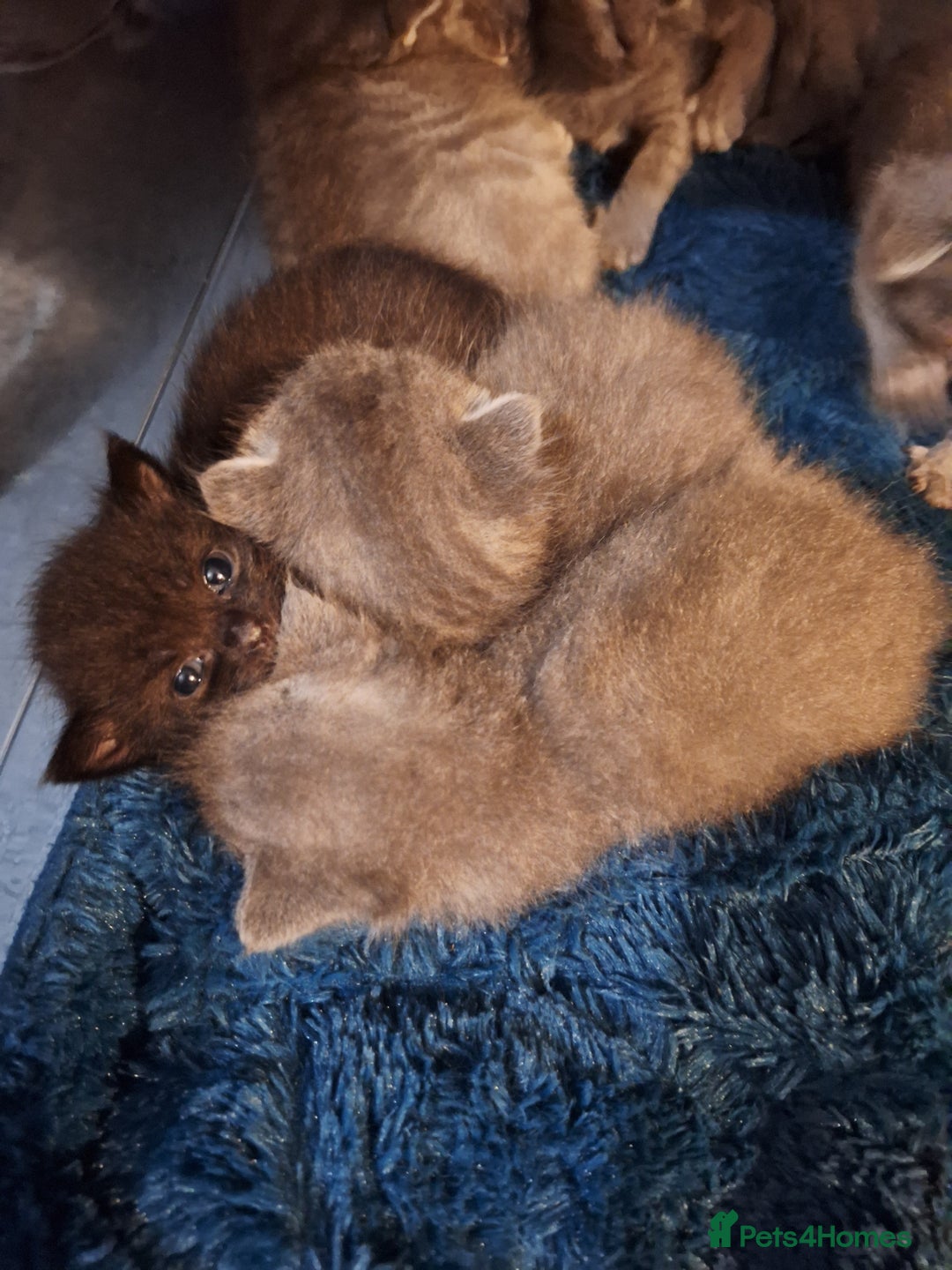 Scottish Fold cats for sale: 7 kittens for sale - ready 16th december - Image 20