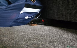 Rottweiler dogs for sale: Rottweiler puppies - Image 17