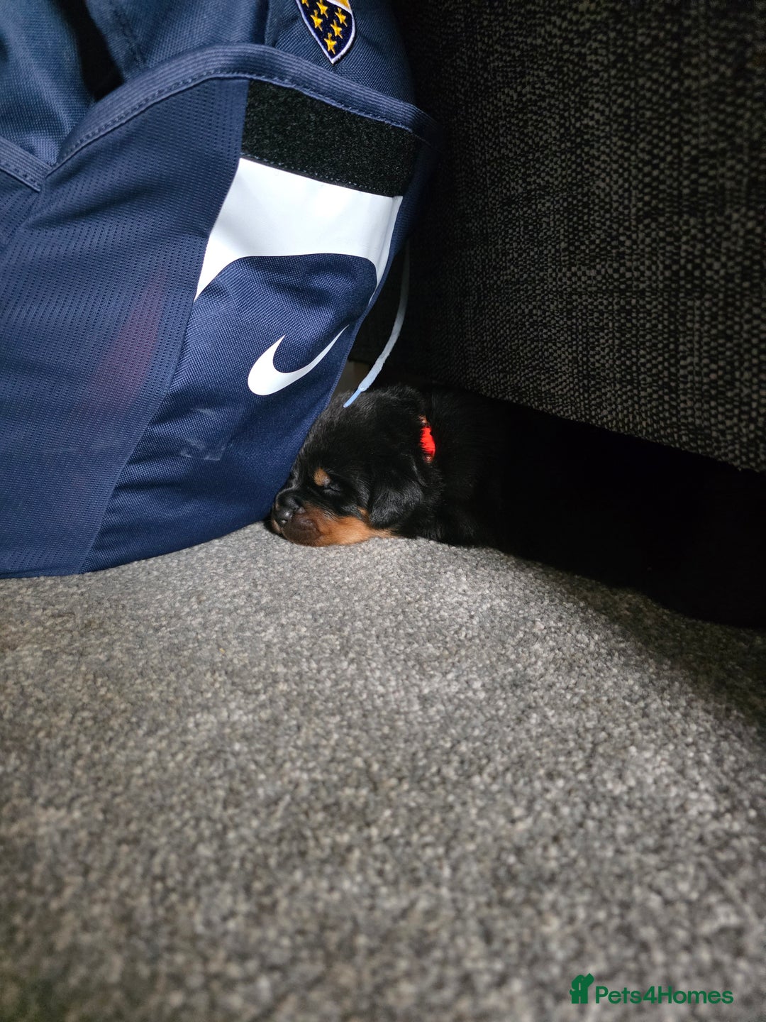 Rottweiler dogs for sale: Rottweiler puppies - Image 17