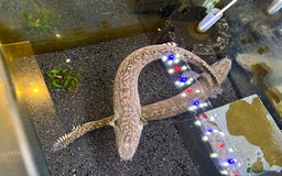 Other/Mixed Breed fish for sale: 2 Birchirs 2 Oscars - Image 3